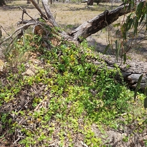 Lonicera japonica at Hawker, ACT - 8 Jan 2025 02:14 PM