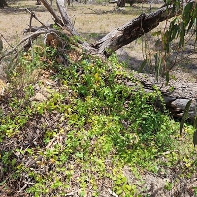 Lonicera japonica at Hawker, ACT - 8 Jan 2025 by sangio7