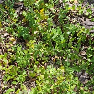 Lonicera japonica at Hawker, ACT - 8 Jan 2025 02:14 PM