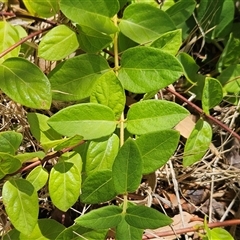 Lonicera japonica at Hawker, ACT - 8 Jan 2025 02:14 PM