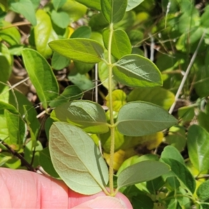 Lonicera japonica at Hawker, ACT - 8 Jan 2025 02:14 PM