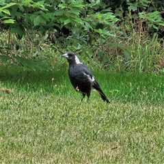 Gymnorhina tibicen (Australian Magpie) at Braidwood, NSW - 8 Jan 2025 by MatthewFrawley