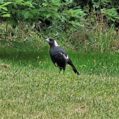 Gymnorhina tibicen (Australian Magpie) at Braidwood, NSW - 8 Jan 2025 by MatthewFrawley