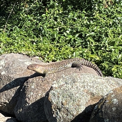 Egernia cunninghami (Cunningham's Skink) at Wallaroo, NSW - 29 Dec 2024 by Toni
