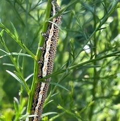 Aedia leucomelas acronyctoides (Eastern Alchymist, Sweet Potato Leaf Worm or Sorcerer) at Wallaroo, NSW - 8 Jan 2025 by Toni