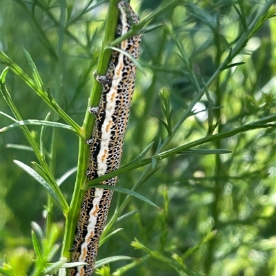 Unidentified Insect at Wallaroo, NSW - 8 Jan 2025 by Toni