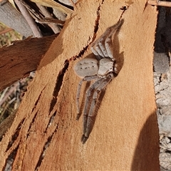 Unidentified Huntsman spider (Sparassidae) at Bowning, NSW - 7 Jan 2025 by Maren