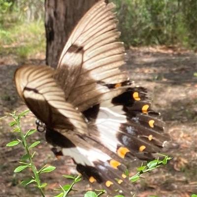 Papilio aegeus (Orchard Swallowtail, Large Citrus Butterfly) at Bonny Hills, NSW - 8 Jan 2025 by pls047