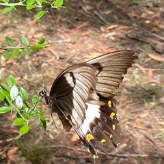 Papilio aegeus at Bonny Hills, NSW - suppressed