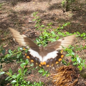 Papilio aegeus at Bonny Hills, NSW - suppressed