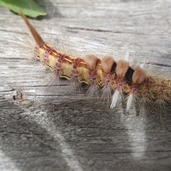 Unidentified Nymph (Nymphalidae) at Shark Creek, NSW - 28 Dec 2024 by Topwood