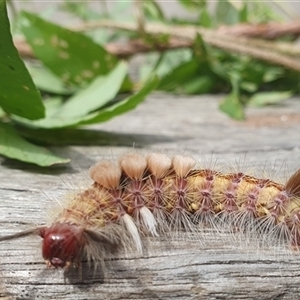 Orgyia anartoides at Shark Creek, NSW - 29 Dec 2024 10:08 AM