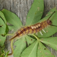 Orgyia anartoides at Shark Creek, NSW - 29 Dec 2024 10:08 AM