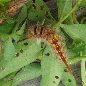 Orgyia anartoides at Shark Creek, NSW - 29 Dec 2024 10:08 AM