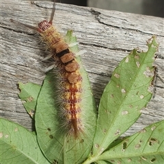 Orgyia anartoides at Shark Creek, NSW - 29 Dec 2024 10:08 AM