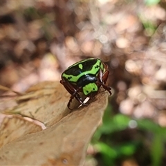 Eupoecila australasiae (Fiddler Beetle) at Diggers Camp, NSW - 17 Dec 2024 by Topwood