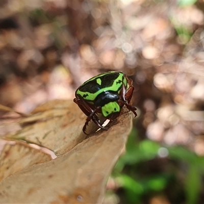 Eupoecila australasiae (Fiddler Beetle) at Diggers Camp, NSW - 17 Dec 2024 by Topwood