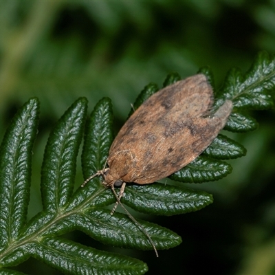 Unidentified Concealer moth (Oecophoridae) at Palerang, NSW - 7 Jan 2025 by AlisonMilton