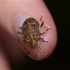 Oncocoris geniculatus (A shield bug) at Palerang, NSW - 7 Jan 2025 by AlisonMilton