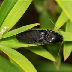 Unidentified Click beetle (Elateridae) at Forbes Creek, NSW - 7 Jan 2025 by AlisonMilton