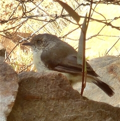 Acanthiza reguloides (Buff-rumped Thornbill) at Gundaroo, NSW - 8 Jan 2025 by Gunyijan