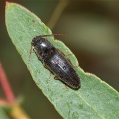 Monocrepidius (genus) (Click beetle) at Palerang, NSW - 7 Jan 2025 by AlisonMilton