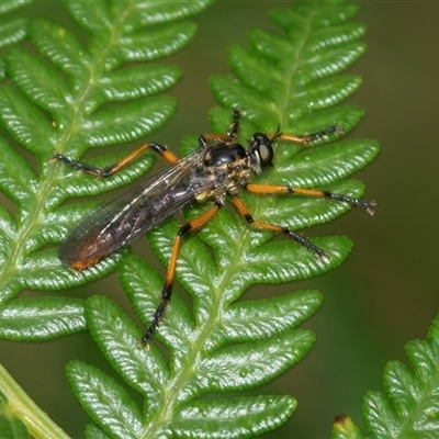 Unidentified Robber fly (Asilidae) at Palerang, NSW - 7 Jan 2025 by AlisonMilton