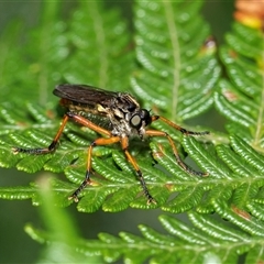 Aplestobroma avidum at Palerang, NSW - 7 Jan 2025