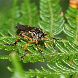 Aplestobroma avidum at Palerang, NSW - 7 Jan 2025