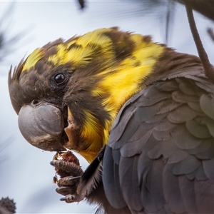 Calyptorhynchus lathami lathami at Buxton, NSW - suppressed