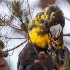 Calyptorhynchus lathami lathami at Buxton, NSW - suppressed