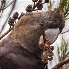 Calyptorhynchus lathami lathami at Buxton, NSW - suppressed