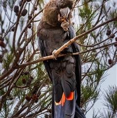 Calyptorhynchus lathami lathami at Buxton, NSW - suppressed