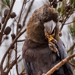 Calyptorhynchus lathami lathami at Buxton, NSW - suppressed