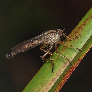 Cerdistus sp. (genus) at Forbes Creek, NSW - 7 Jan 2025