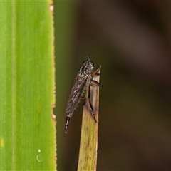 Cerdistus sp. (genus) at Forbes Creek, NSW - 7 Jan 2025