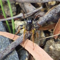 Habronestes sp. (genus) at West Hobart, TAS - 8 Jan 2025 by VanessaC