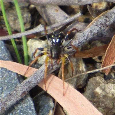 Habronestes sp. (genus) at West Hobart, TAS - 8 Jan 2025 by VanessaC