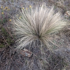 Nassella trichotoma (Serrated Tussock) at Watson, ACT - 8 Jan 2025 by Wildlifewarrior80