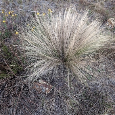 Nassella trichotoma (Serrated Tussock) at Watson, ACT - 8 Jan 2025 by Wildlifewarrior80