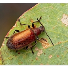 Ecnolagria grandis (Honeybrown beetle) at Yarralumla, ACT - 6 Jan 2025 by SimoneS