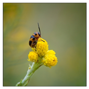 Aporocera (Aporocera) speciosa at Yarralumla, ACT - 6 Jan 2025