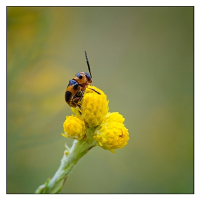 Unidentified Beetle (Coleoptera) at Yarralumla, ACT - 5 Jan 2025 by SimoneS