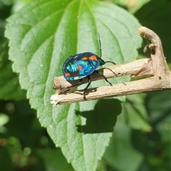 Unidentified Beetle (Coleoptera) at Ilarwill, NSW - 8 Jan 2025 by Topwood