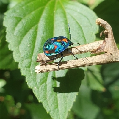 Unidentified Beetle (Coleoptera) at Ilarwill, NSW - 8 Jan 2025 by Topwood