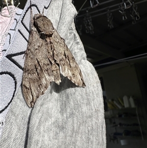 Psilogramma casuarinae at Rivett, ACT - 8 Jan 2025