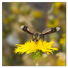 Comptosia quadripennis (a bee fly) at Yarralumla, ACT - 6 Jan 2025 by SimoneS