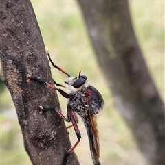 Unidentified Insect at Rendezvous Creek, ACT - 6 Jan 2025 by Otford