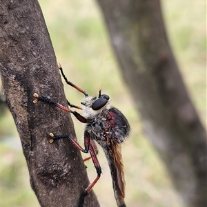 Neoaratus hercules at Rendezvous Creek, ACT - 7 Jan 2025 10:51 AM