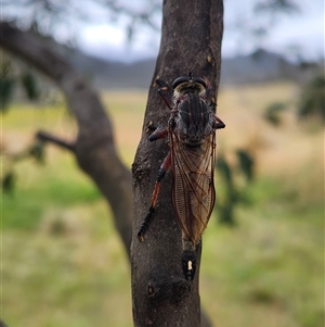 Neoaratus hercules at Rendezvous Creek, ACT - 7 Jan 2025 10:51 AM